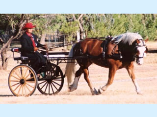 Haflinger pony - Arena Driving